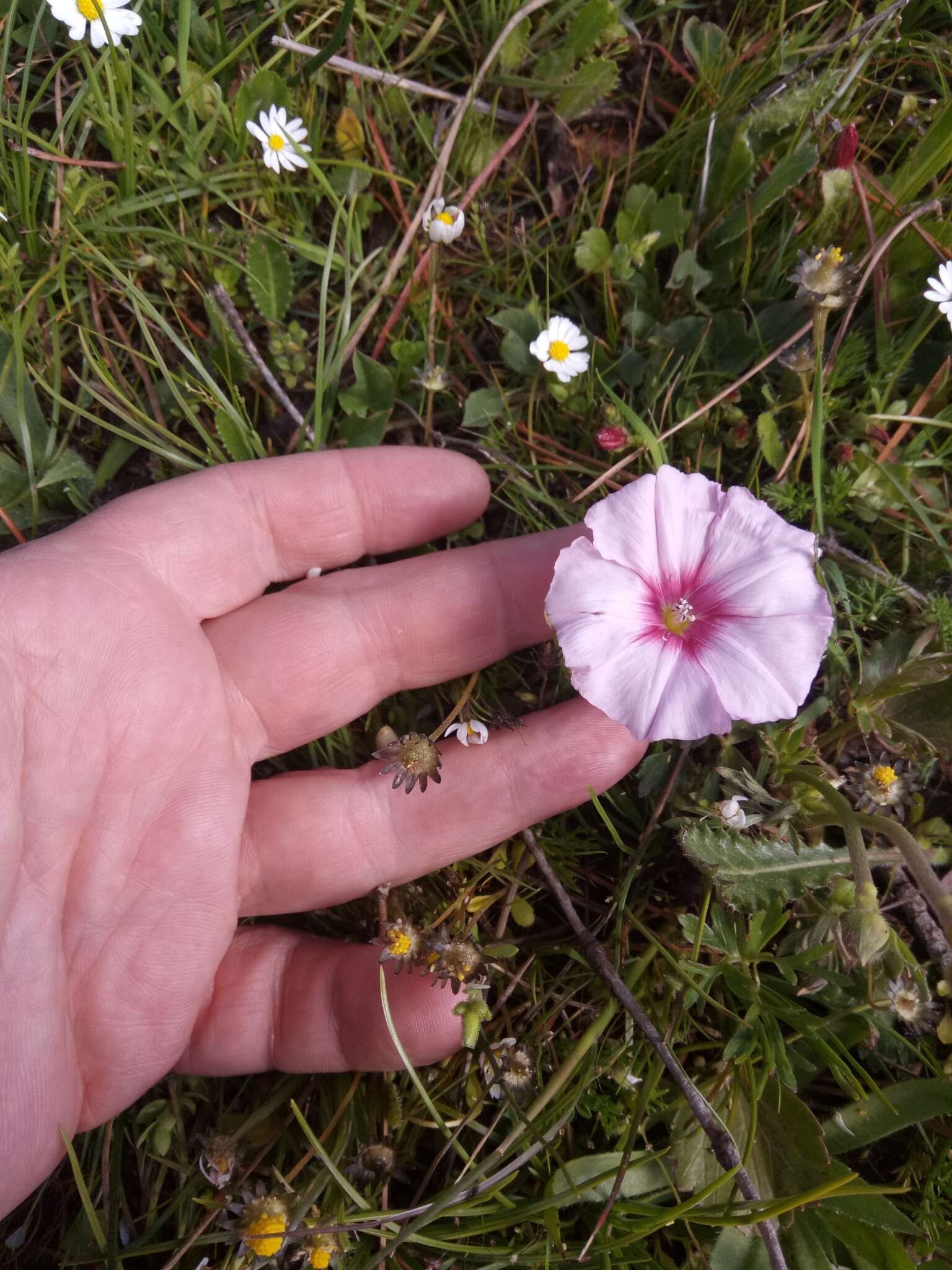 Image de Convolvulus durandoi Pomel