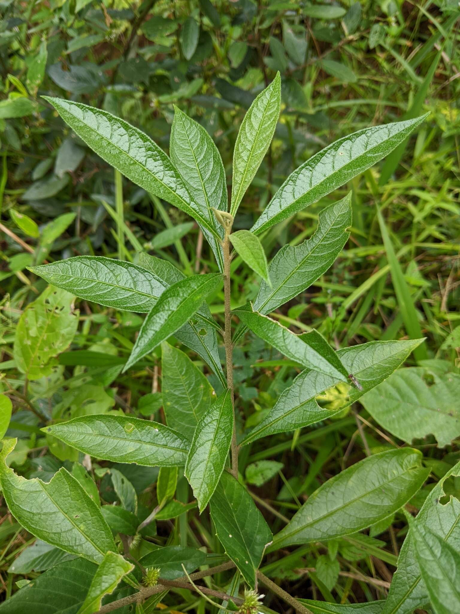 Image of Solanum asperum L. A. Rich.