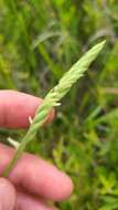 Image of Lace-Lip Ladies'-Tresses