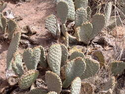 Image of beavertail pricklypear