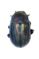 Image of Chrysolina cerealis (Linnaeus 1767)