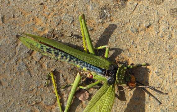 صورة Phymateus (Phymateus) viridipes subsp. viridipes Stål 1873