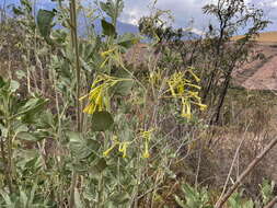 Nicotiana paniculata L. resmi