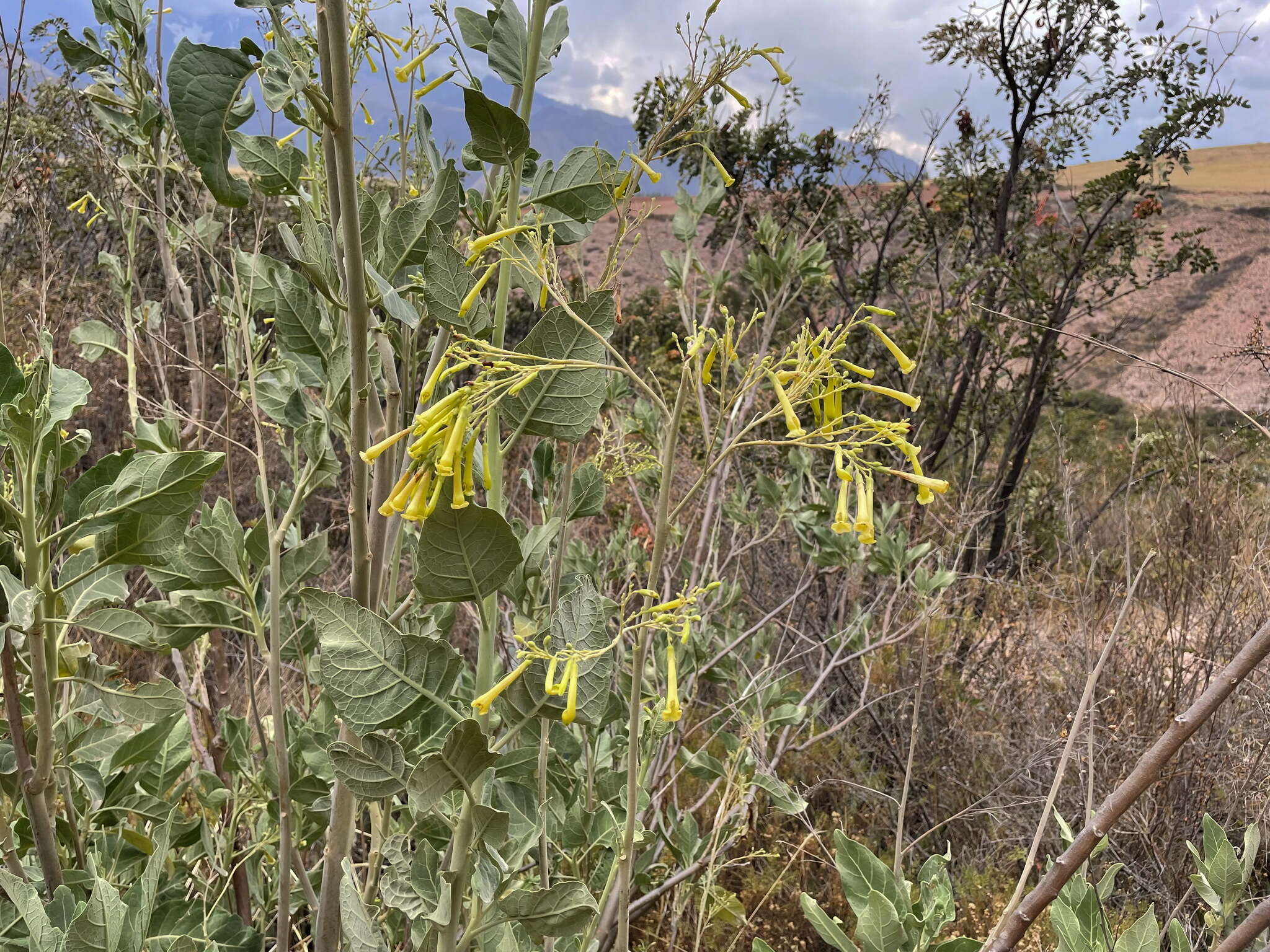 Nicotiana paniculata L. resmi