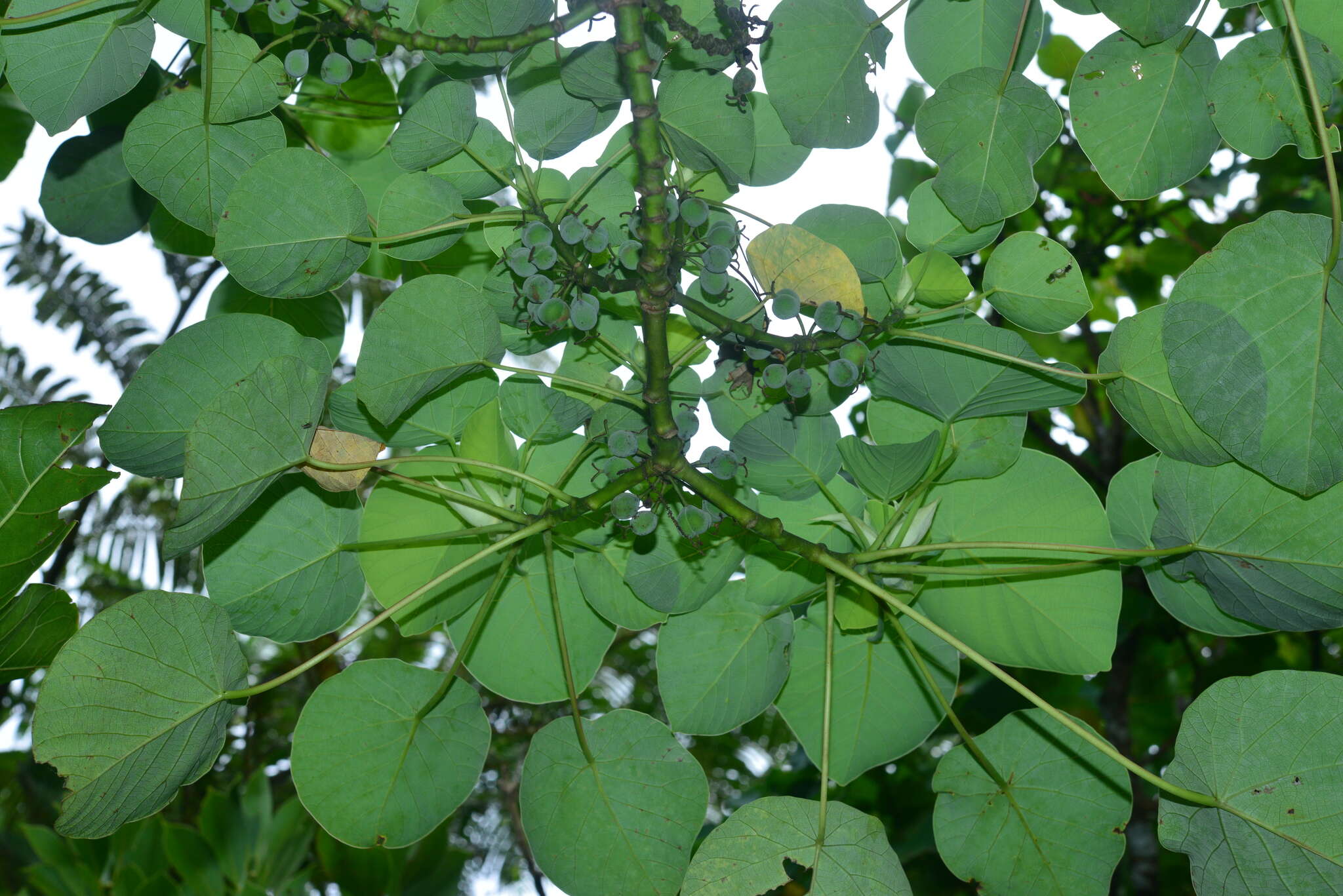 Imagem de Homalanthus fastuosus (Linden) Fern.-Vill.