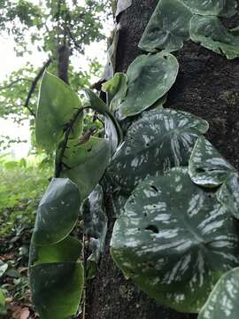 Monstera tuberculata var. brevinoda (Standl. & L. O. Williams) Madison的圖片