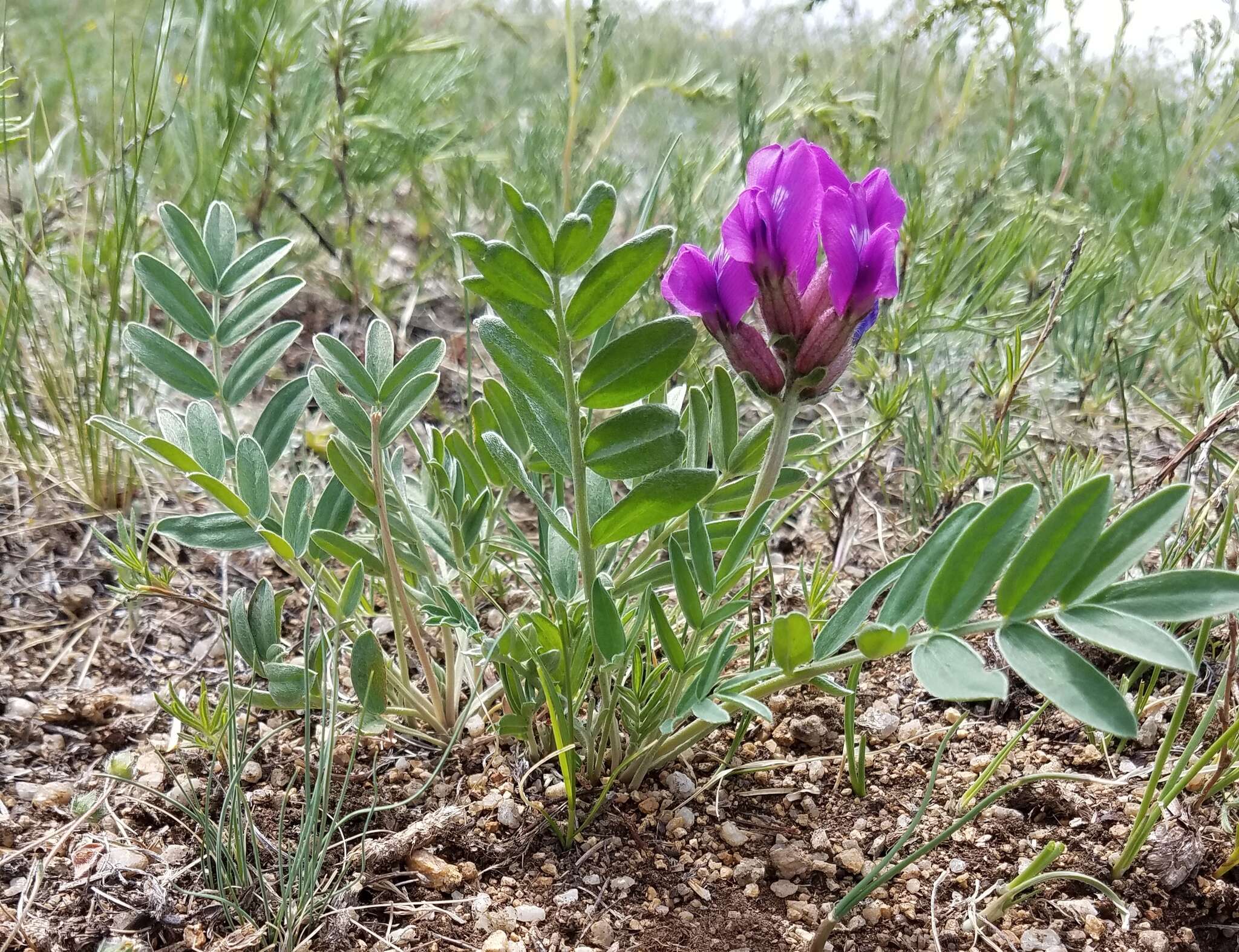 Oxytropis grandiflora (Pall.) DC. resmi