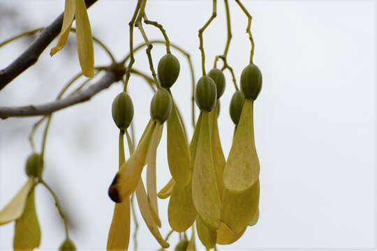 Image of Gyrocarpus mocinoi A. Espejo Serna