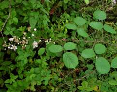 Image of Rubus robiae (W. C. R. Watson) Newton