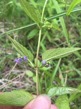 Image of blue skullcap