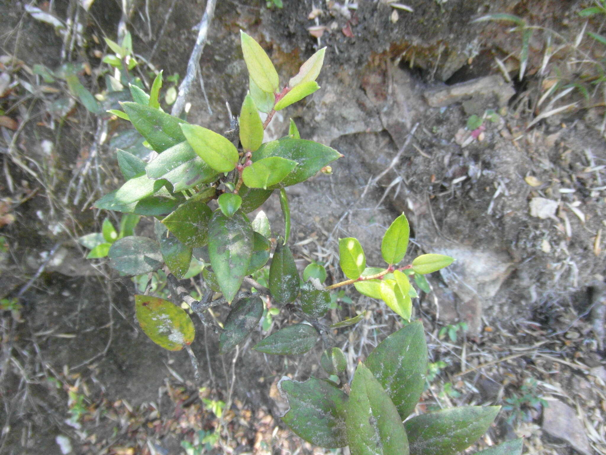 Plancia ëd Gaultheria insana (Molina) D. J. Middleton