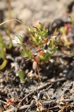 Image of Dwarf Calico-Flower