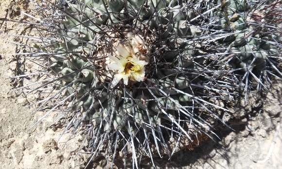 Image of Thelocactus rinconensis (Poselger) Britton & Rose