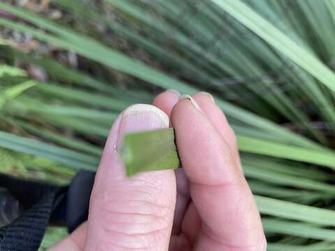 Image of Xanthorrhoea arborea R. Br.