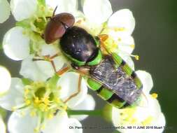 Image of Odontomyia cincta Olivier 1811