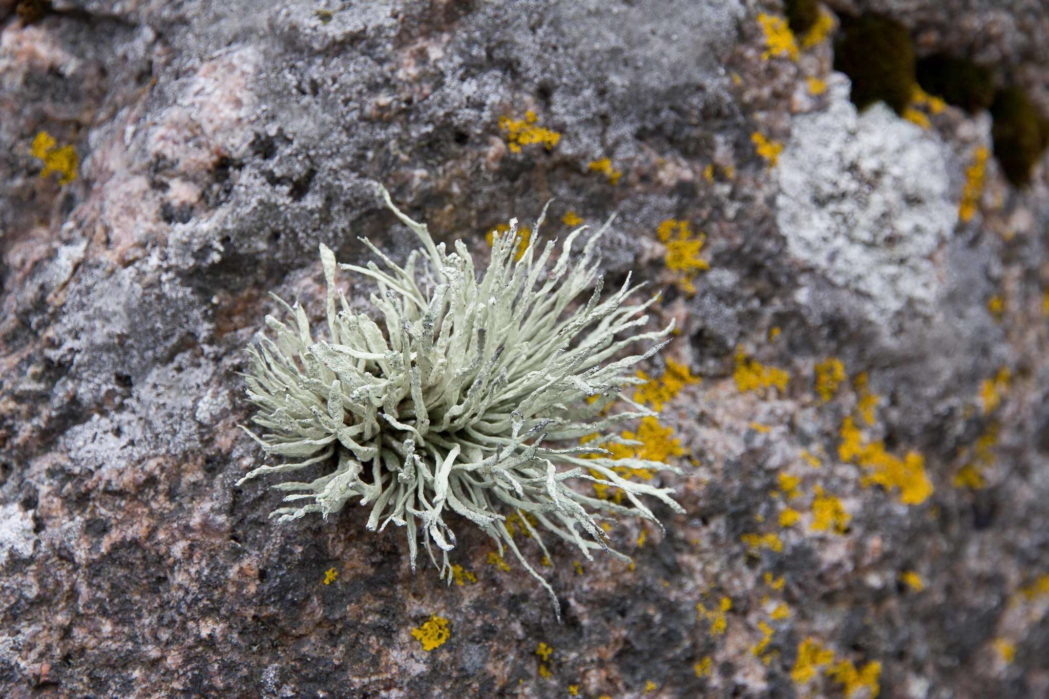 Image of Ramalina cuspidata (Ach.) Nyl.