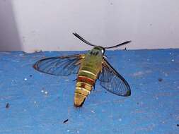 Image of Coffee Clearwing