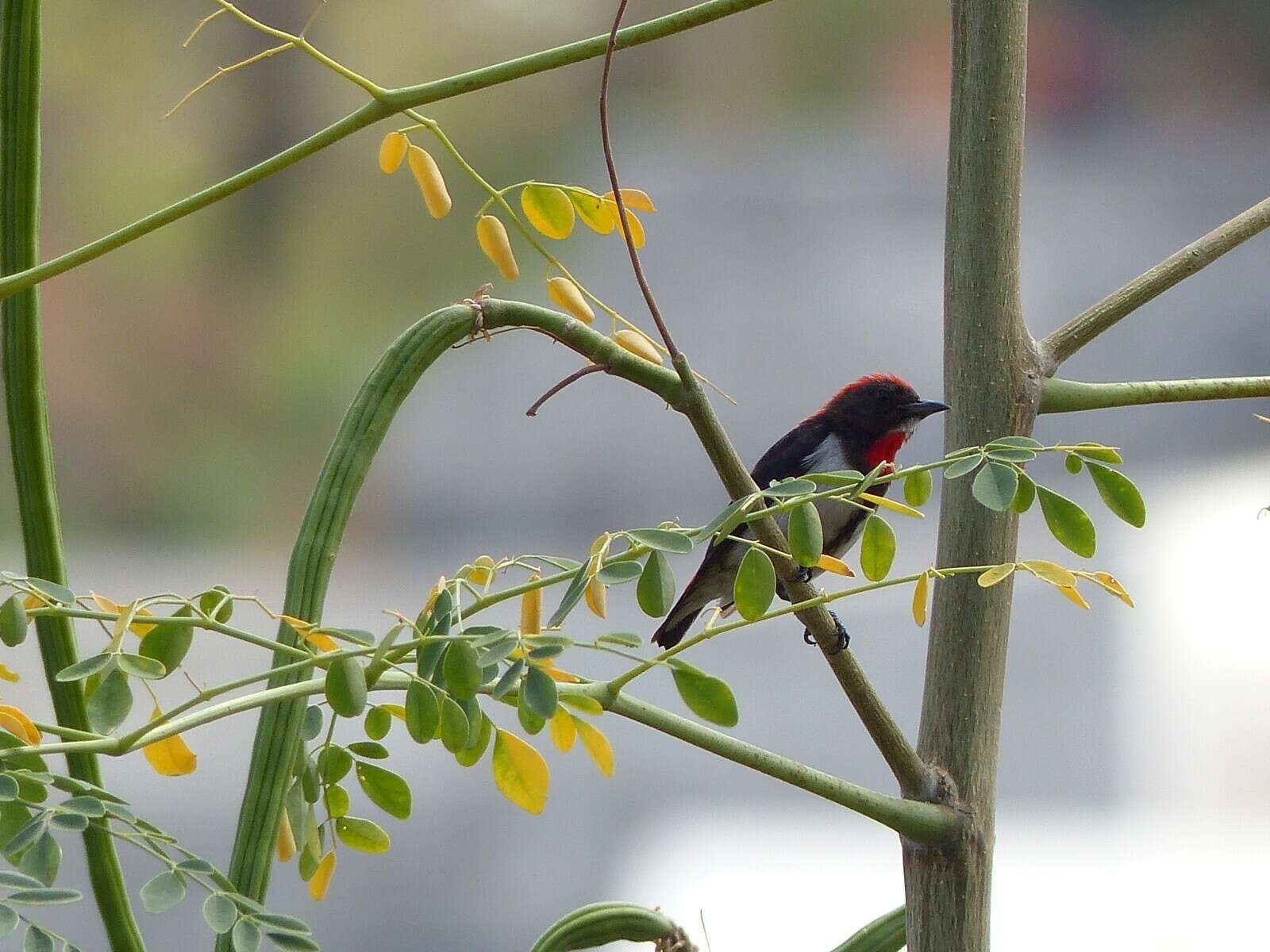 Image of Black-fronted Flowerpecker