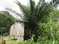 Image of Ecuadorian Ivory Palm