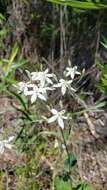 <i>Sabatia <i>macrophylla</i></i> var. macrophylla resmi