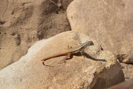 Image of Barahona curlytail lizard