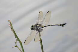 Imagem de Ictinogomphus decoratus (Selys 1854)