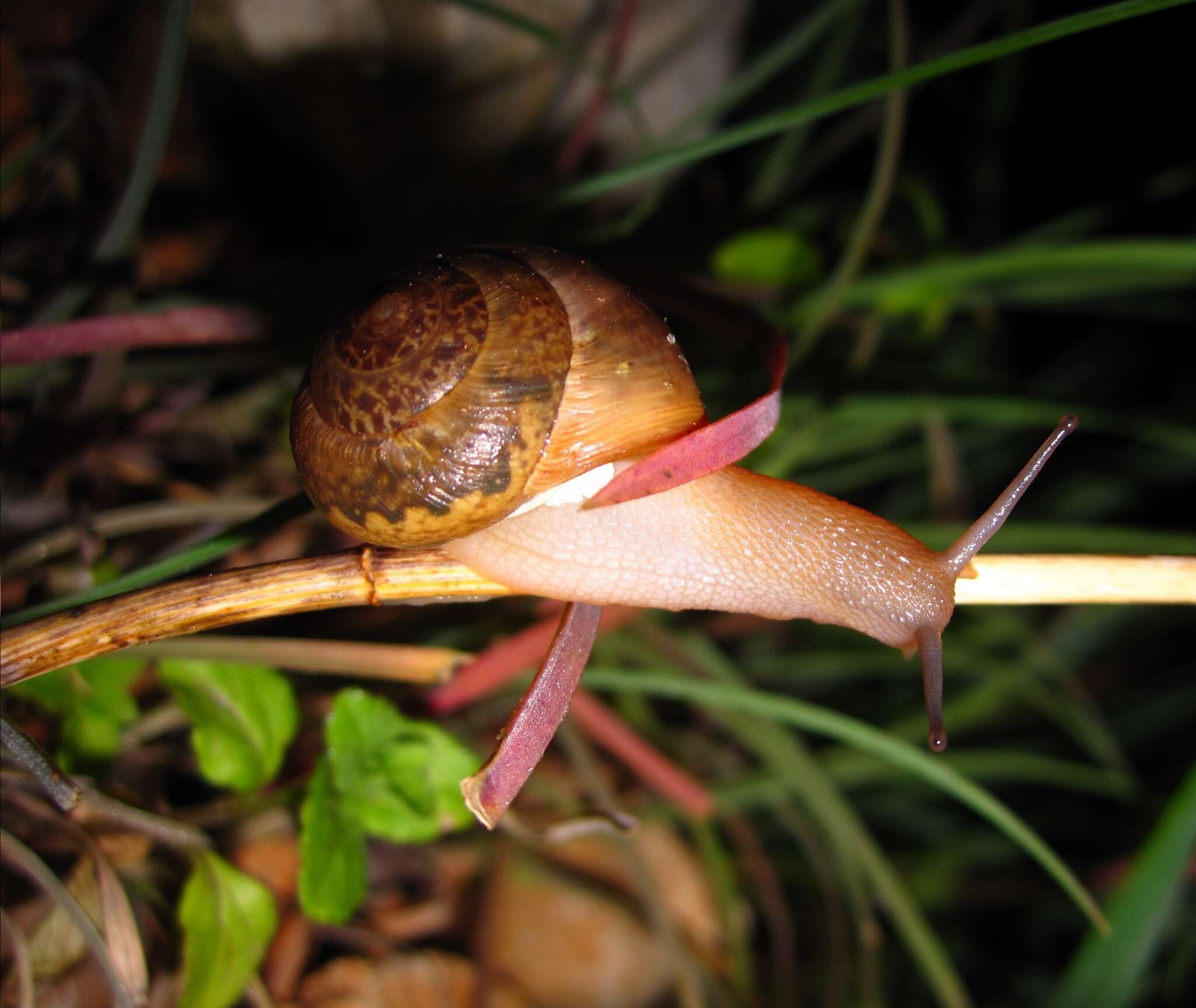 Image of Metafruticicola berytensis (L. Pfeiffer 1841)