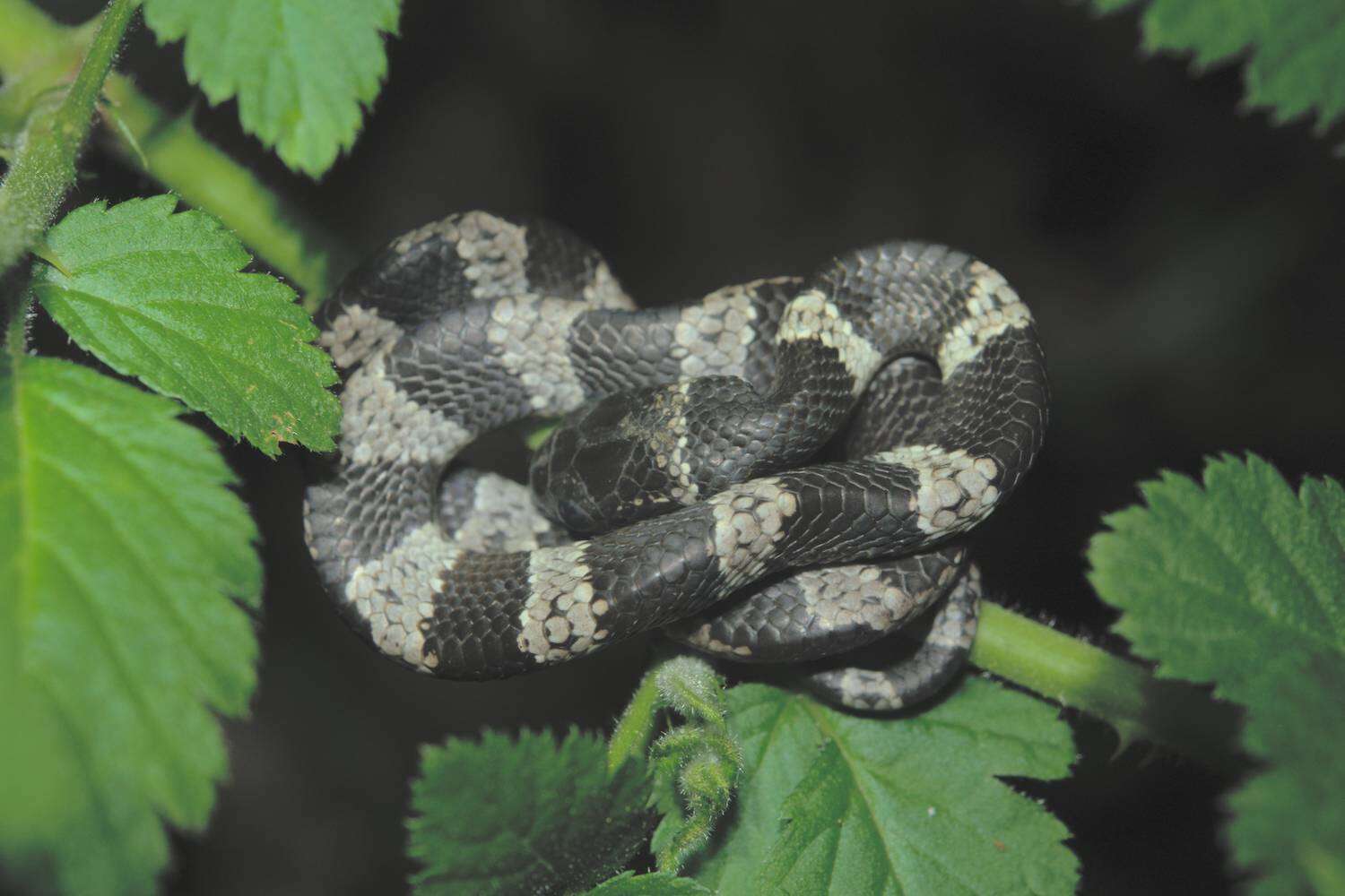 Image of Pratt's Snail-eater