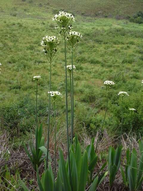 Слика од Ornithogalum saundersiae Baker