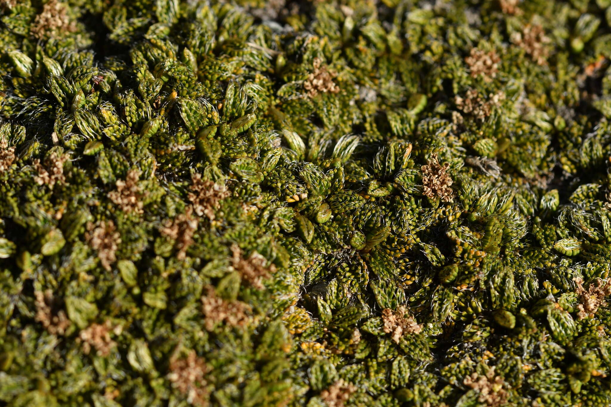 Image of Anisotome imbricata (Hook. fil.) Cockayne