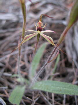 Image of Judy's spider orchid