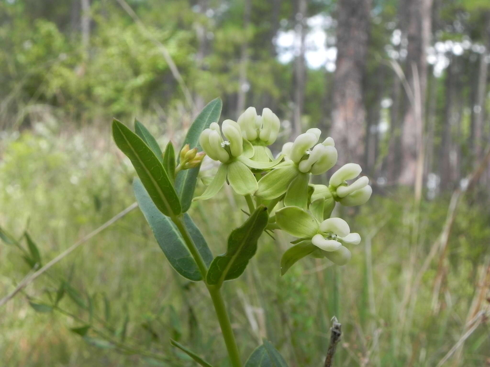 Imagem de Asclepias connivens Baldw. ex Ell.