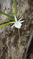 Imagem de Angraecum rutenbergianum Kraenzl.