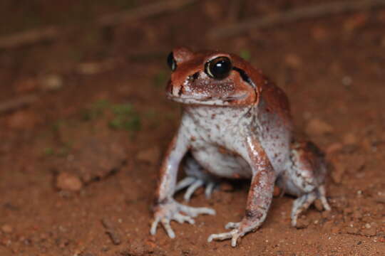 Image of Sphaerotheca dobsonii (Boulenger 1882)