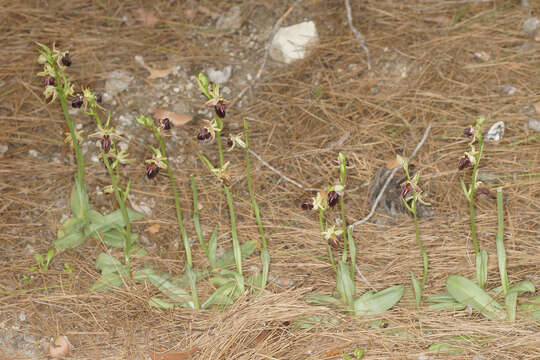 Image of Ophrys umbilicata subsp. lapethica (Gölz & H. R. Reinhard) Faurh.