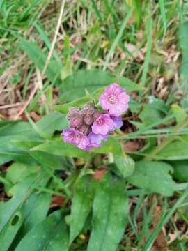 Plancia ëd Pulmonaria longifolia (Bast.) Boreau