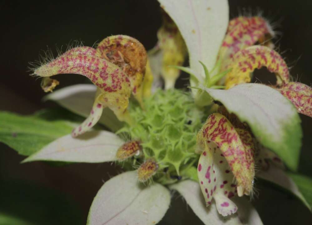 Monarda punctata var. arkansana (E. M. McClint. & Epling) Shinners resmi