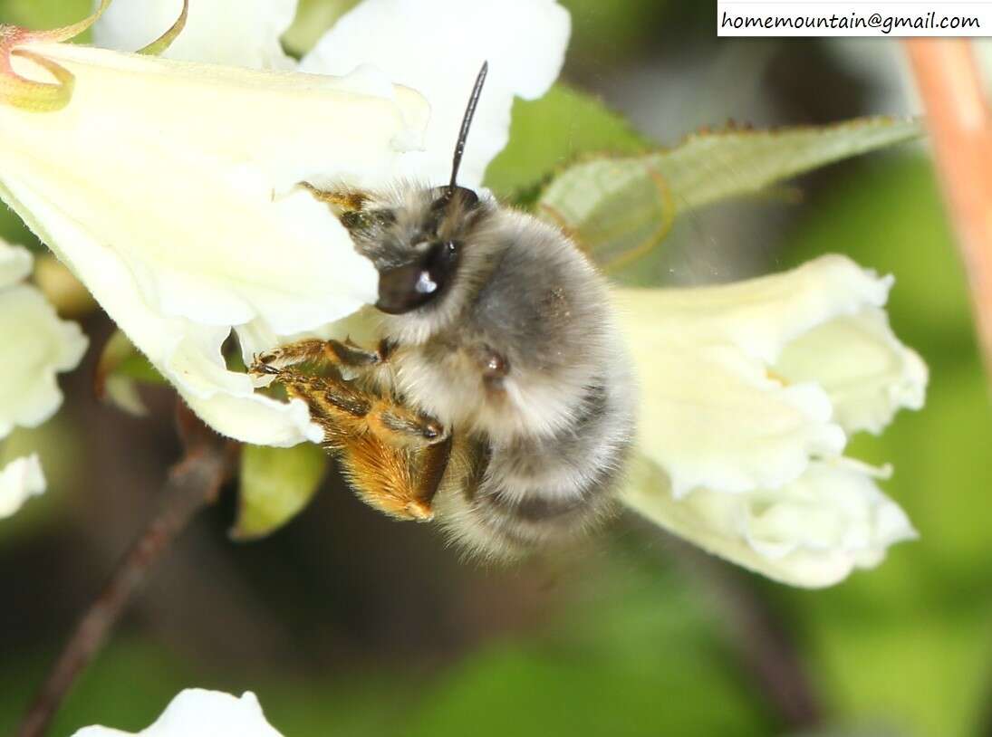 Image of Anthophora melanognatha Cockerell 1911