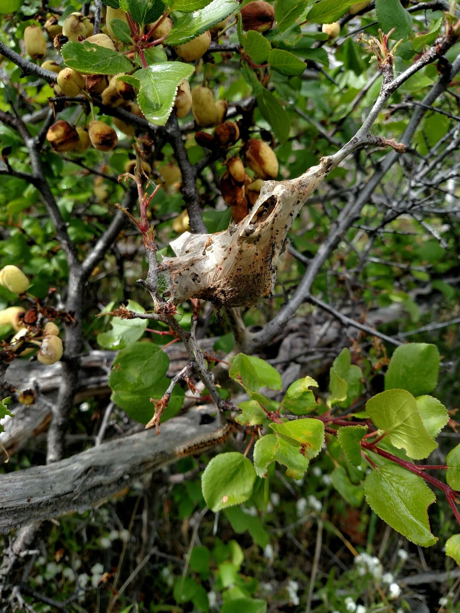 Image of Klamath plum