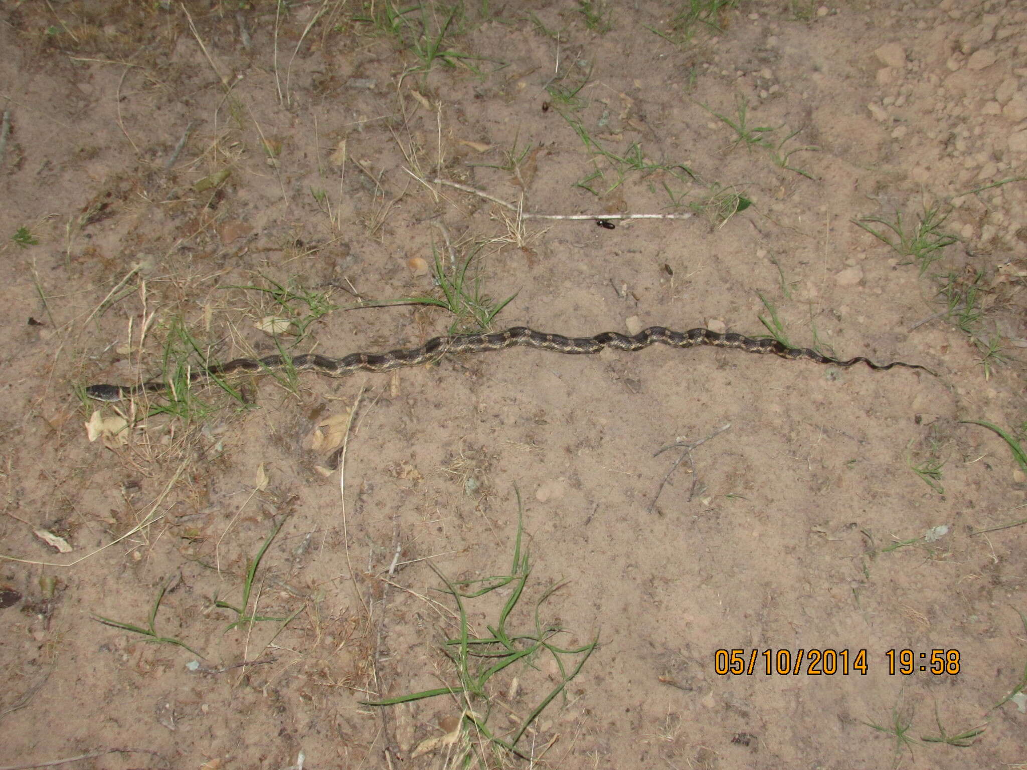 Image de Pantherophis Fitzinger 1843