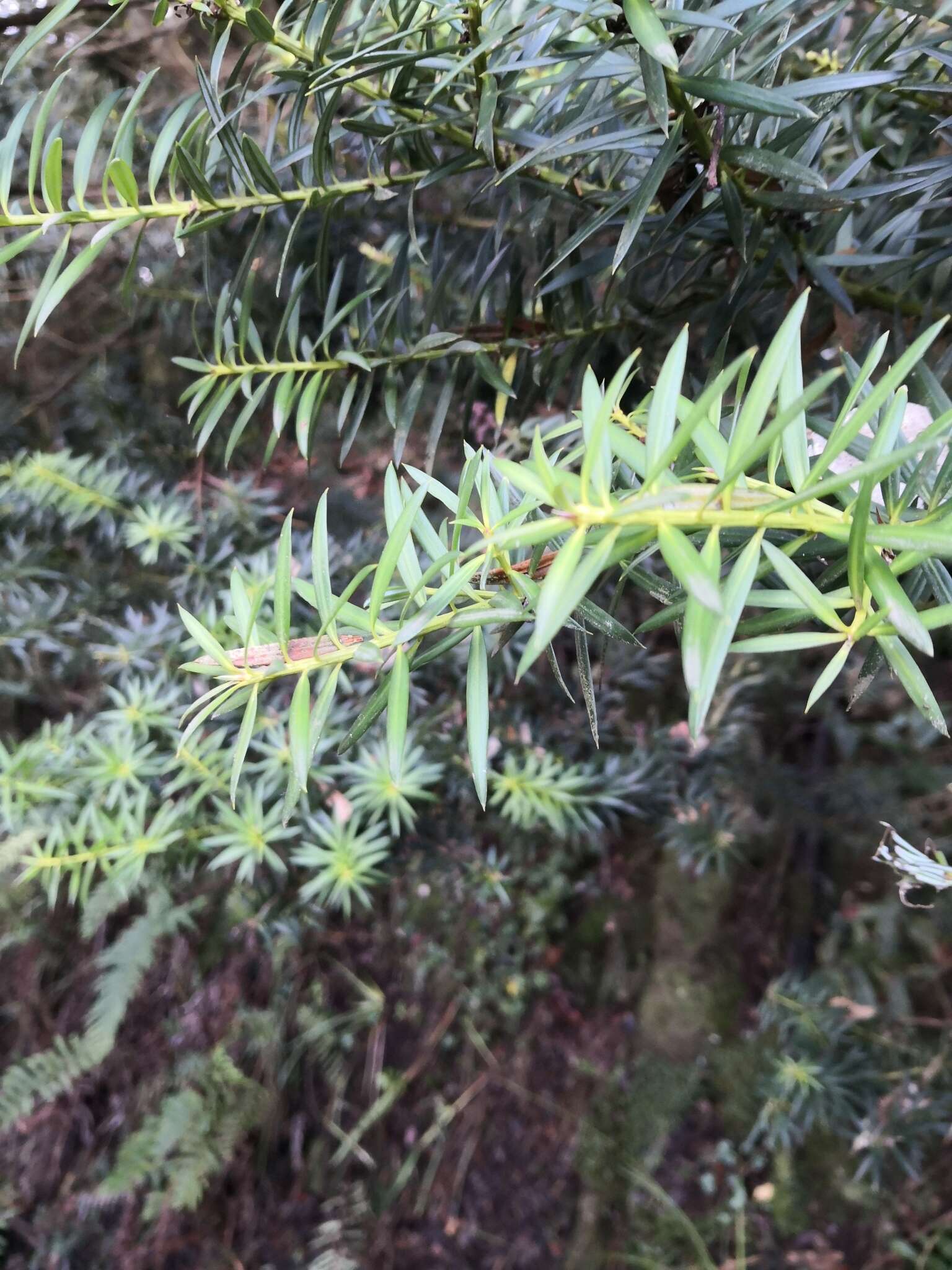 Image of Chilean podocarp