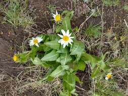 Image of White-Ray Mule's-Ears