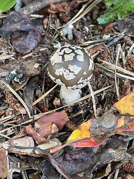 Plancia ëd Amanita morrisii Peck 1910