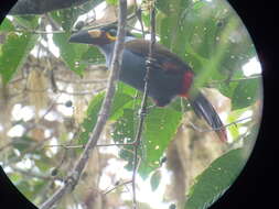 Image of Plate-billed Mountain Toucan