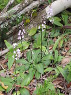 Plancia ëd Stenoglottis macloughlinii (L. Bolus) G. McDonald ex J. M. H. Shaw