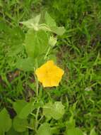 Image of Abutilon guineense (Schumach.) E. G. Baker & Exell