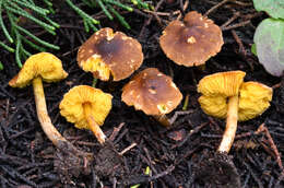 Image of Cystolepiota luteophylla (Sundb.) Knudsen 1978