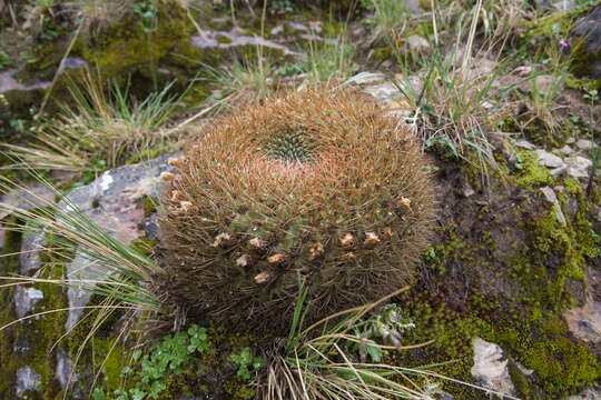 Image of Lobivia minutiflora