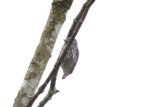 Image of Ecuadorian Piculet