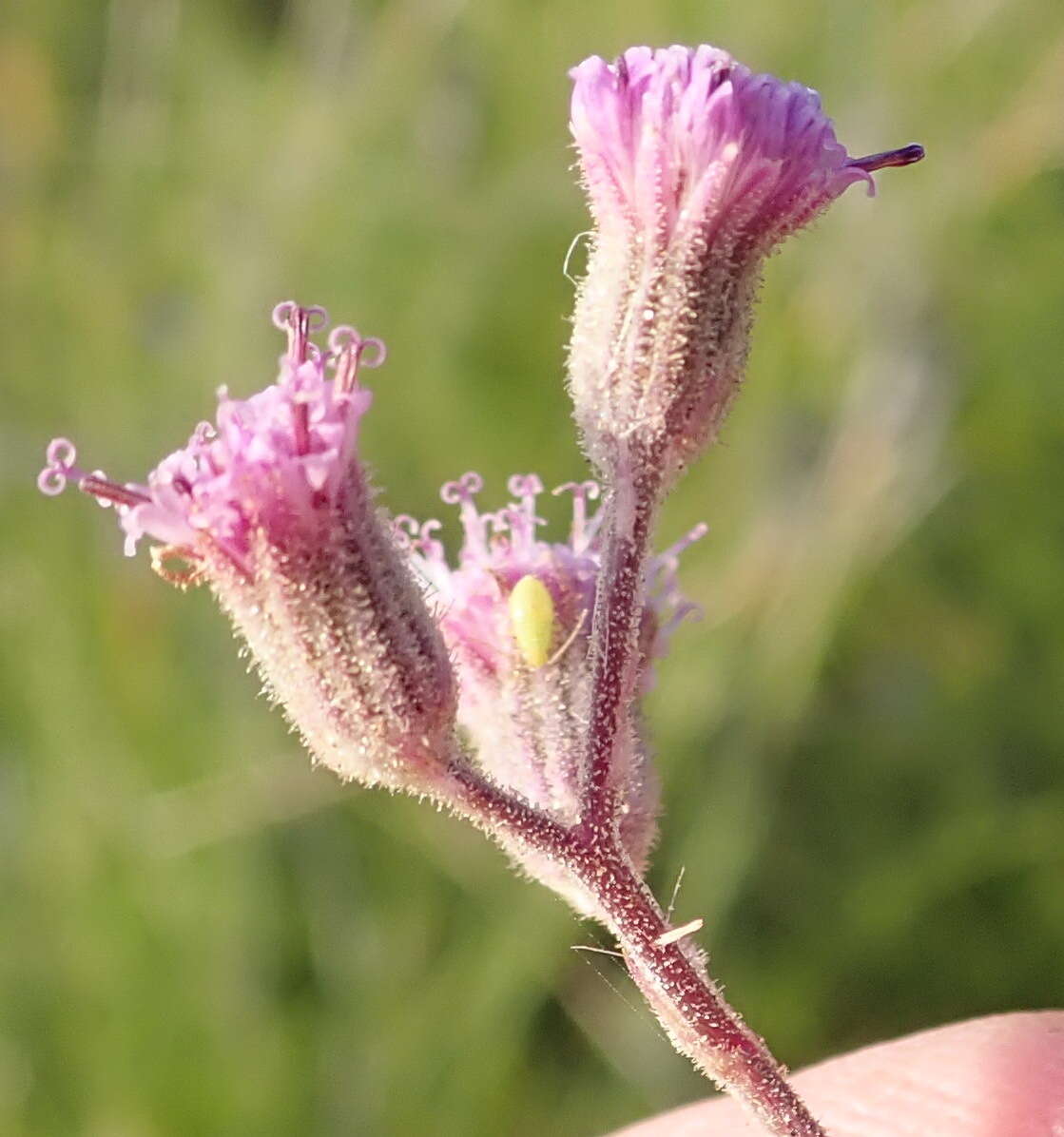 Image de Senecio purpureus L.